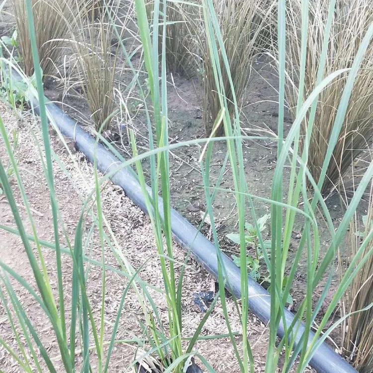 矮蒲苇价格 观赏草基地