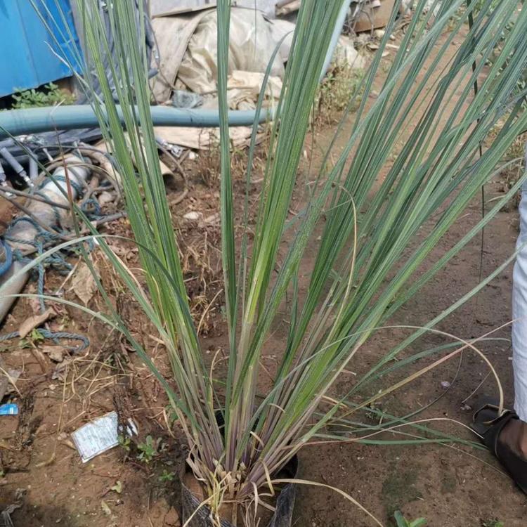 大盆矮蒲苇价格 观赏草基地