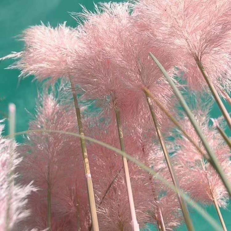 粉蒲苇价格 观赏草基地