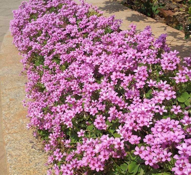 醡浆草种植基地 供应绿叶醡浆草 醡浆草价格