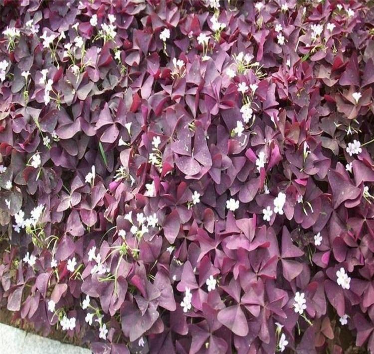 欣美园艺 醡浆草工程绿化醡浆草 红花酢浆草价格 紫叶酢浆草种球 红叶幸运草盆栽 红花醡浆草