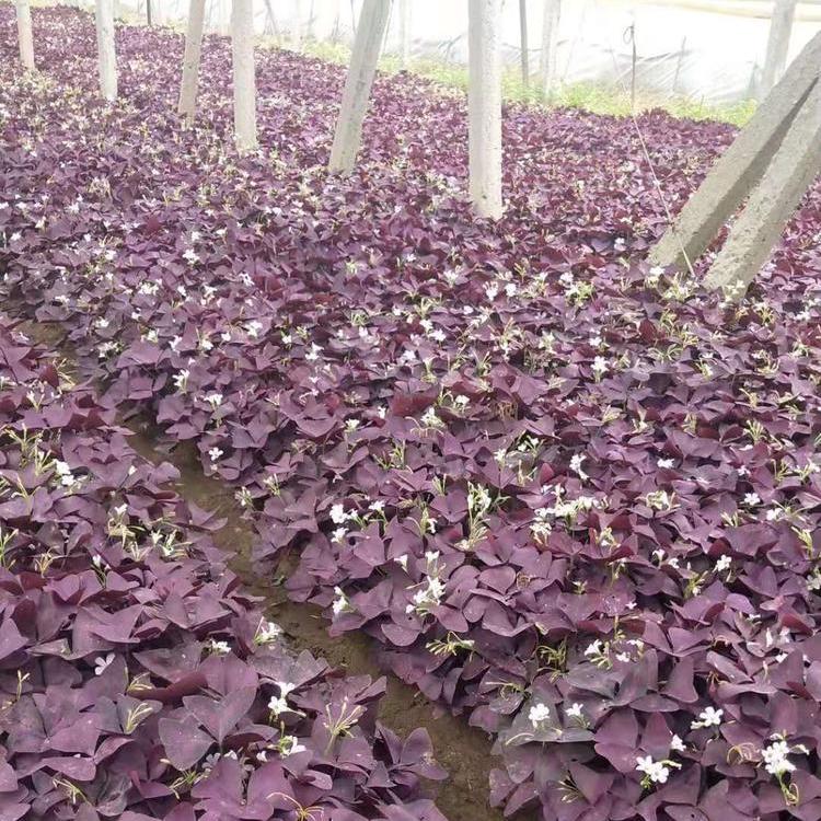 绿叶粉花醡浆草价格