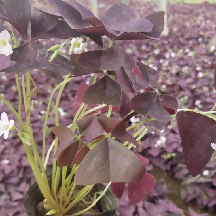 醡浆草价格