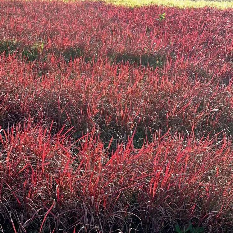 血草价格 观赏草基地