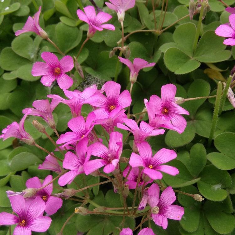 基地直销红花酢浆草 红花醡浆草 欣美园艺园林设计