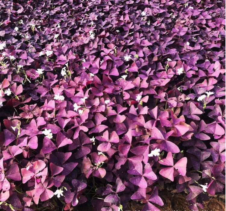 批发红花醡浆草苗 红花炸酱草种球 紫叶醡浆草价格