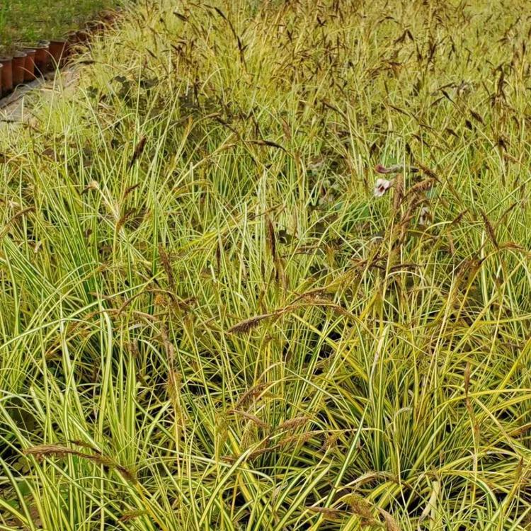 大盆金叶苔草价格 观赏草基地