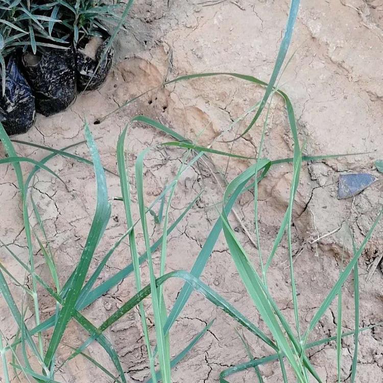 柳枝稷价格 观赏草基地