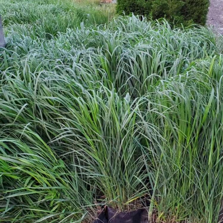 大盆柳枝稷价格 观赏草基地