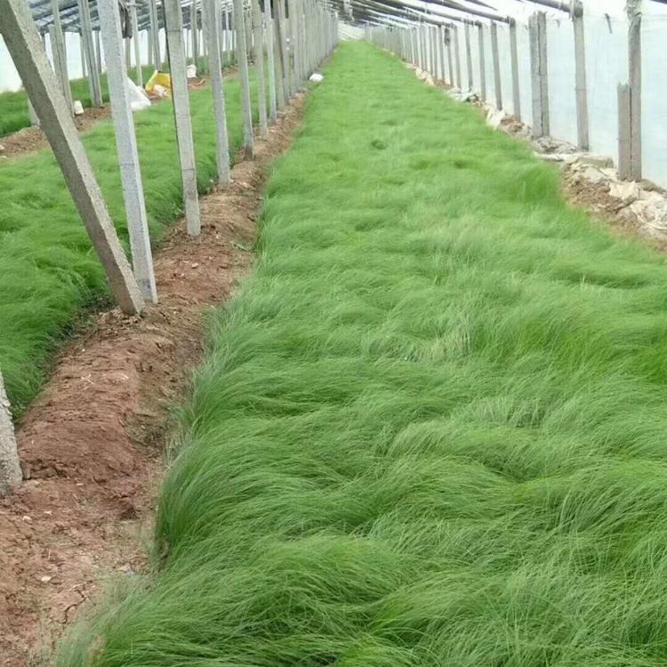 墨西哥羽毛草 观赏草基地