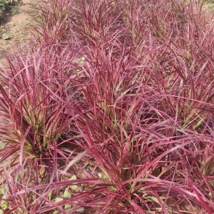 火焰狼尾草价格 观赏草基地
