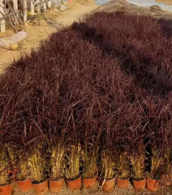 紫叶狼尾草价格 观赏草基地