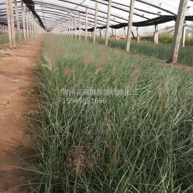 江西粉黛乱子草.量大粉黛乱子草.粉黛乱子草批发.花碟锦簇苗圃