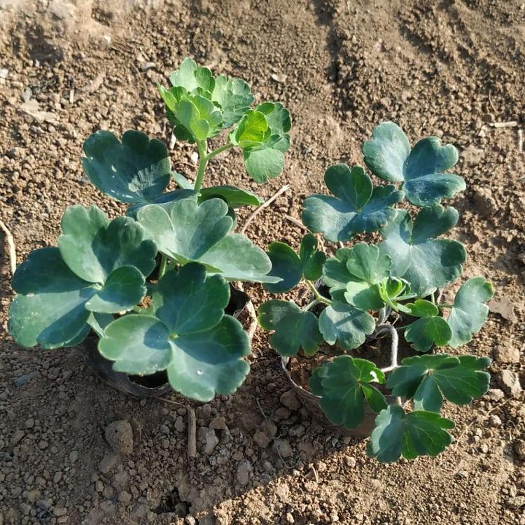 耧斗菜批发 耧斗菜价格 山东青州猫爪花种植基地