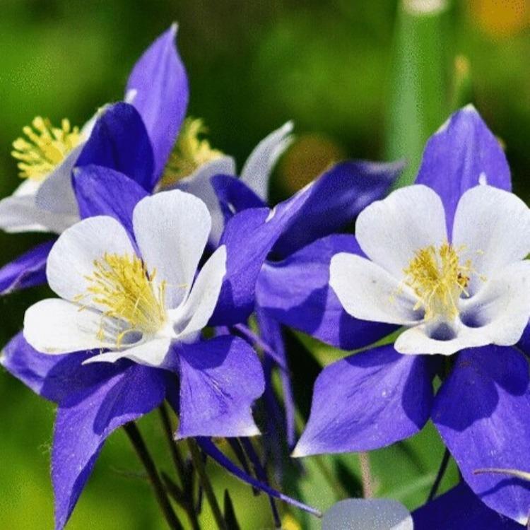 耧斗菜 耧斗菜基地价格