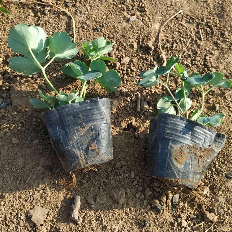 耧斗菜种子多年生 混色花卉耧斗菜花籽价格 青州耧斗菜小苗