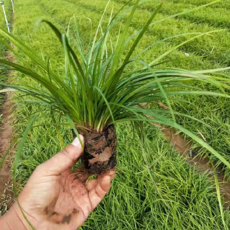 青绿苔草批发价格 青菅 过路青 四季青 短茎宿柱薹