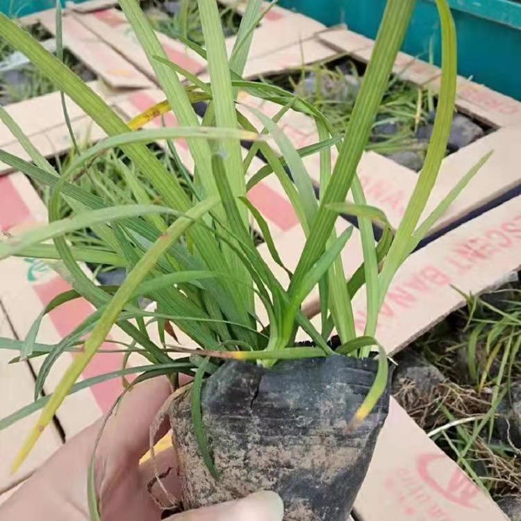 青绿苔草价格 青绿苔草基地直销 青绿苔草批发商