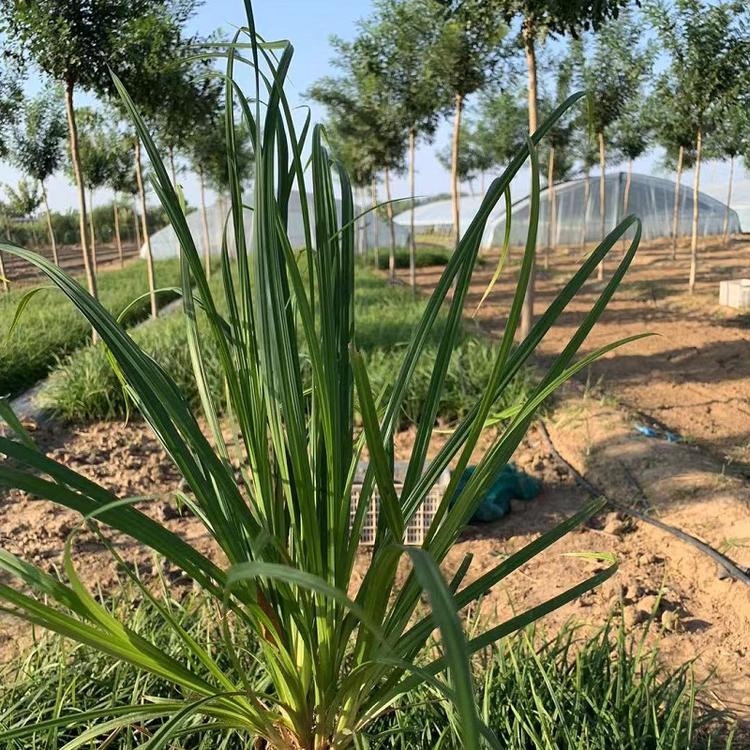 多色观赏青绿苔草花海 农庄用四季播青绿苔草量大价低 欣美园艺