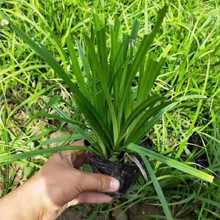 苔草小苗 青绿苔草 山东青州供应宿根草花 青绿苔草苗 山东青绿苔草种植基地