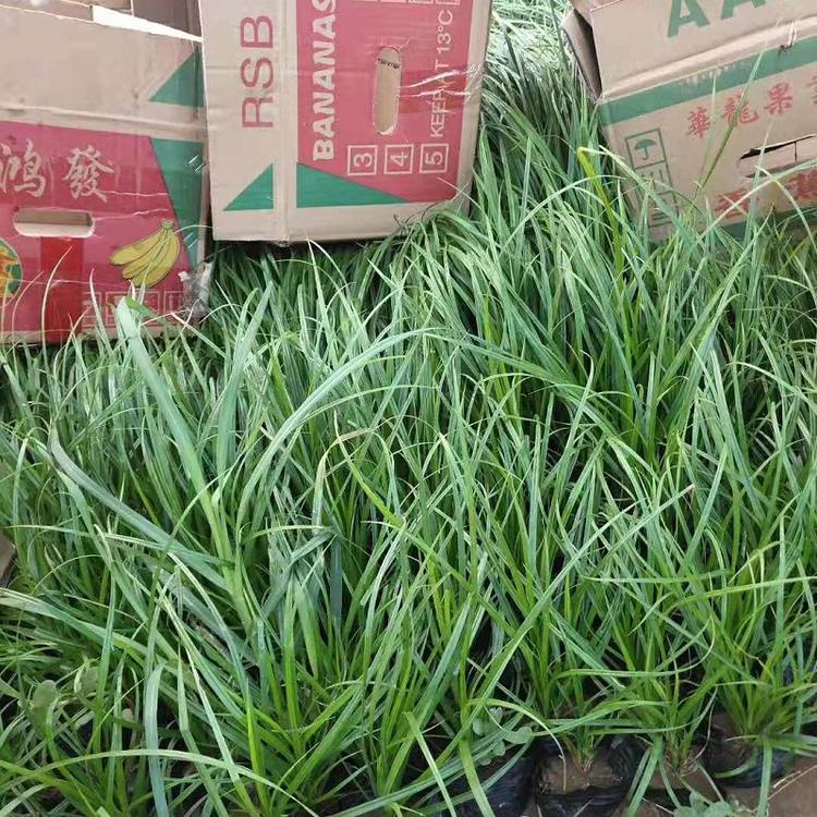 青绿苔草批发 青绿苔草价格 青绿苔草基地