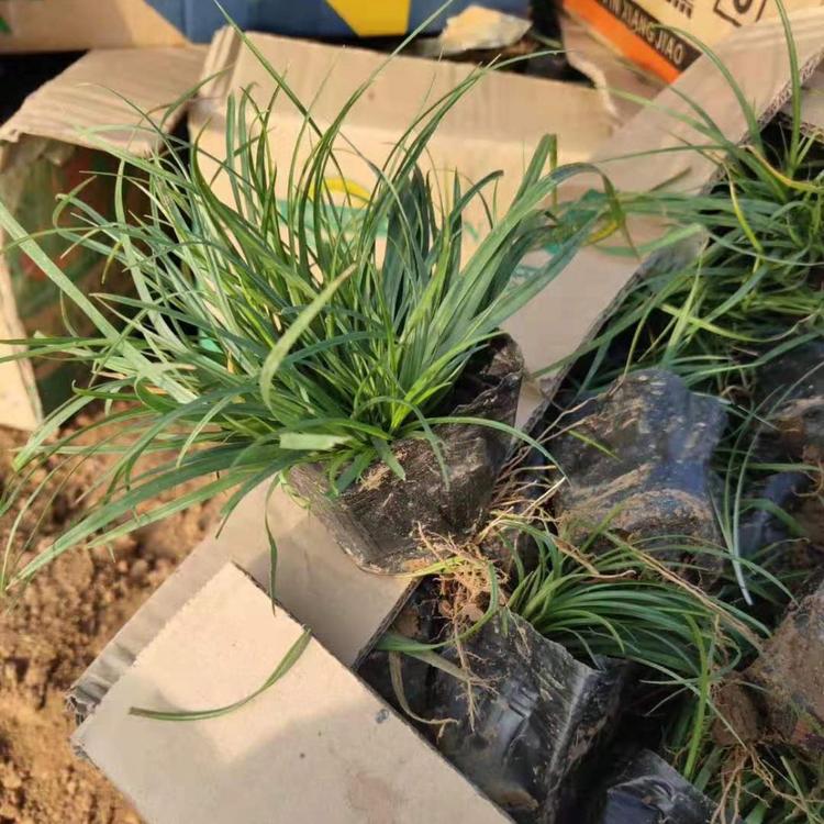 批发大量青绿苔草 浅绿苔草种植基地 青绿苔草价格 宿根植被供应