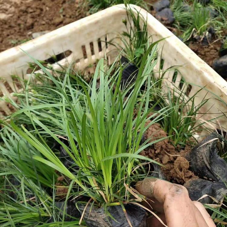 欣美园艺场供应青绿苔草 青绿苔草批发价格 北京苔草种植基地