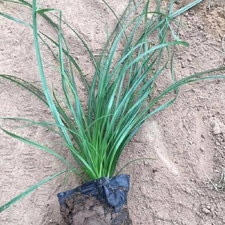 青绿苔草 观赏草青绿苔草批发商 四季常绿青绿苔草供应商