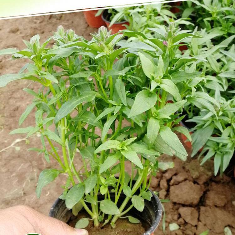 香彩雀 北方花乡香彩雀种植基地 洋彩雀价格 夏季金鱼草供应