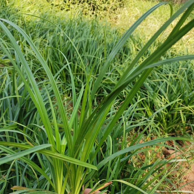 青绿苔草批发 青绿苔草种苗 山东青绿苔草种植基地