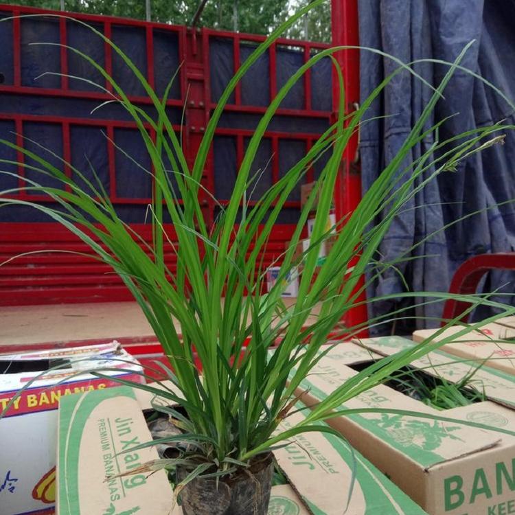 崂峪苔草批发价格 崂峪苔草基地直销 欣美园艺供应崂峪苔草