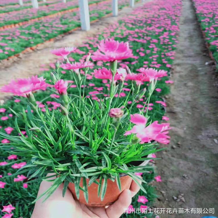青州欧石竹 欧石竹小苗  欧石竹基地