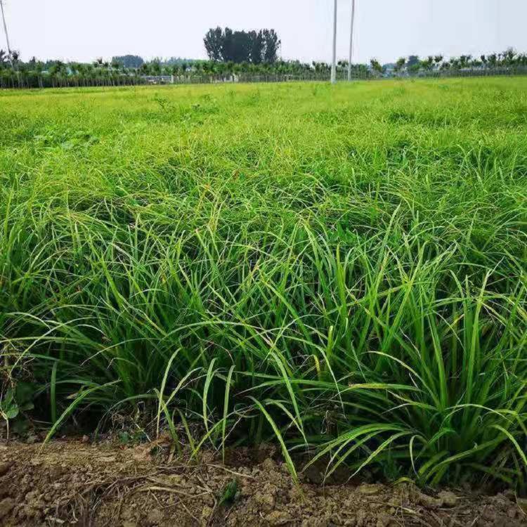 崂峪苔草容器苗 欣美园艺苔草 崂峪苔草小苗 崂峪苔草基地直供