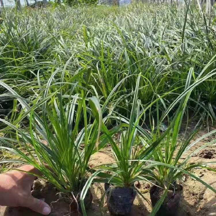崂峪苔草 崂峪苔草价格 崂峪苔草基地 崂峪苔草批发