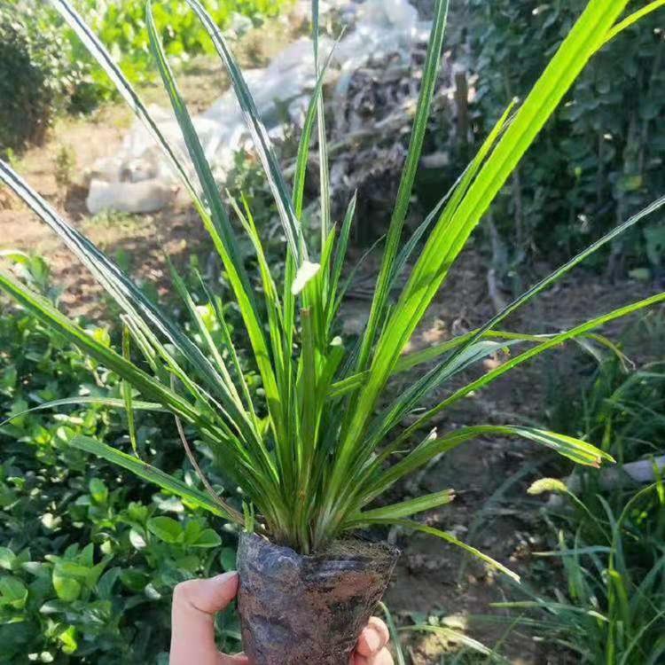 崂峪苔草批发 崂峪苔草基地直销 山东崂峪苔草价格