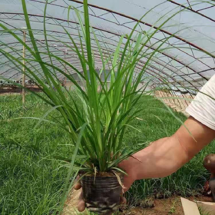 北京崂峪苔草种植基地  崂峪苔草批发价格