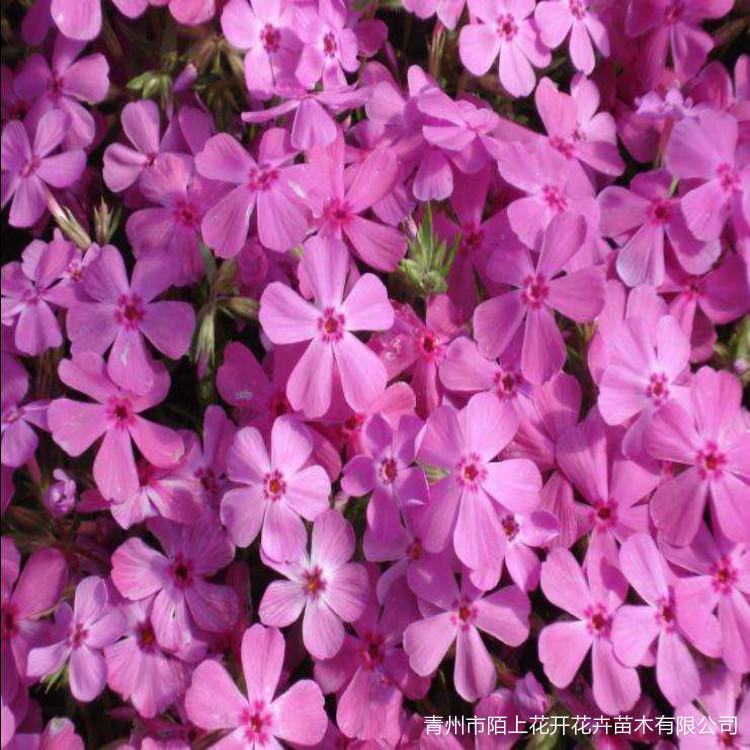 芝樱小苗 芝樱基地 芝樱批发