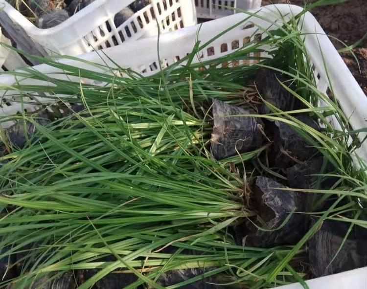 崂峪苔草苗 崂峪苔草种苗 崂峪苔草基地