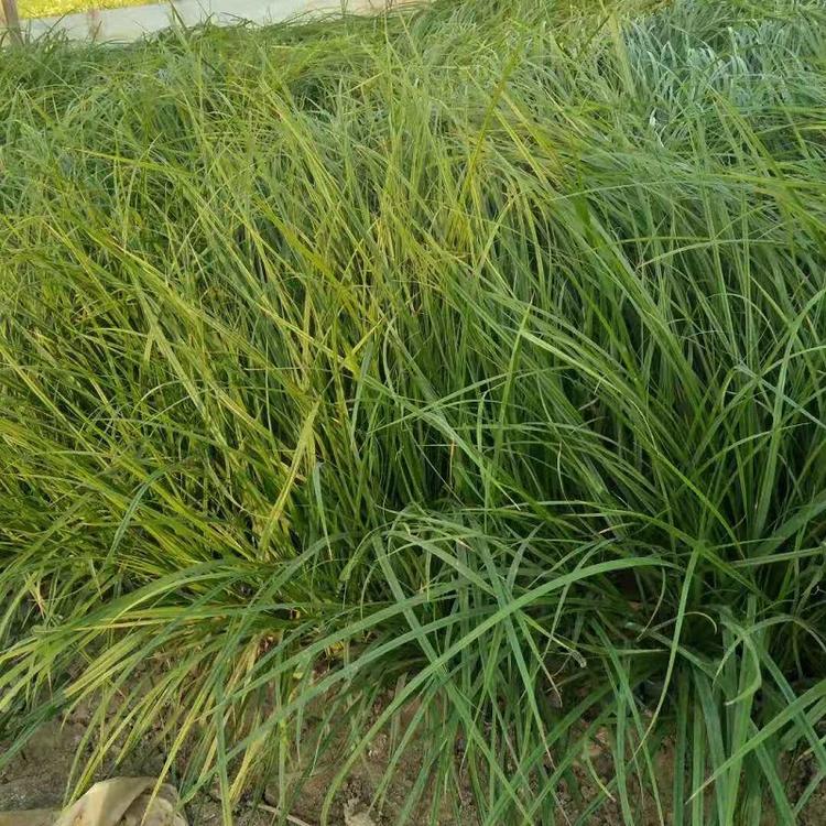 营养钵崂峪苔草,崂浴苔草盆苗,崂峪苔草种子批发