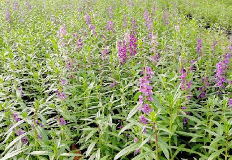 宿根香彩雀植物 多色花系列香彩雀 青州绿化草花基地