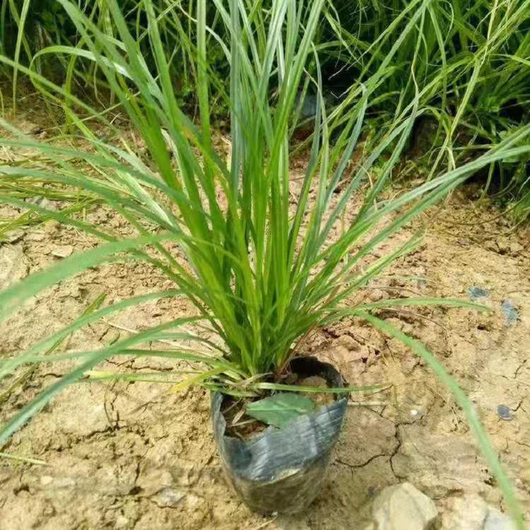 青绿苔草种子 双色盆青绿苔草购买基地 山东欣美