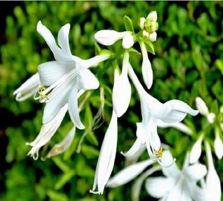 白玉簪种植基地 白玉簪价格 山东营养钵玉簪价格 自产自销