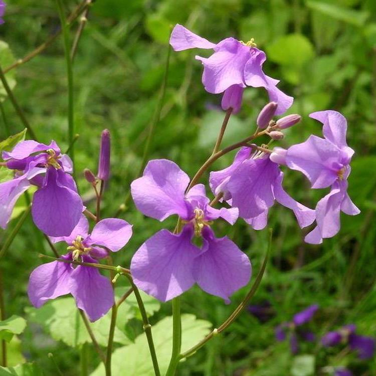 诸葛菜