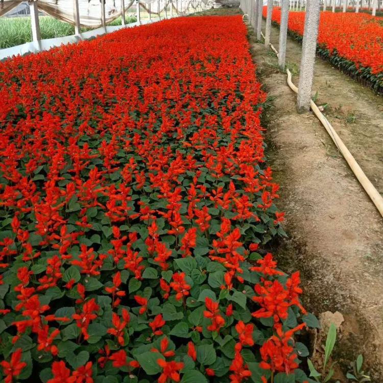 一串红基地 一串红价格 草花租摆