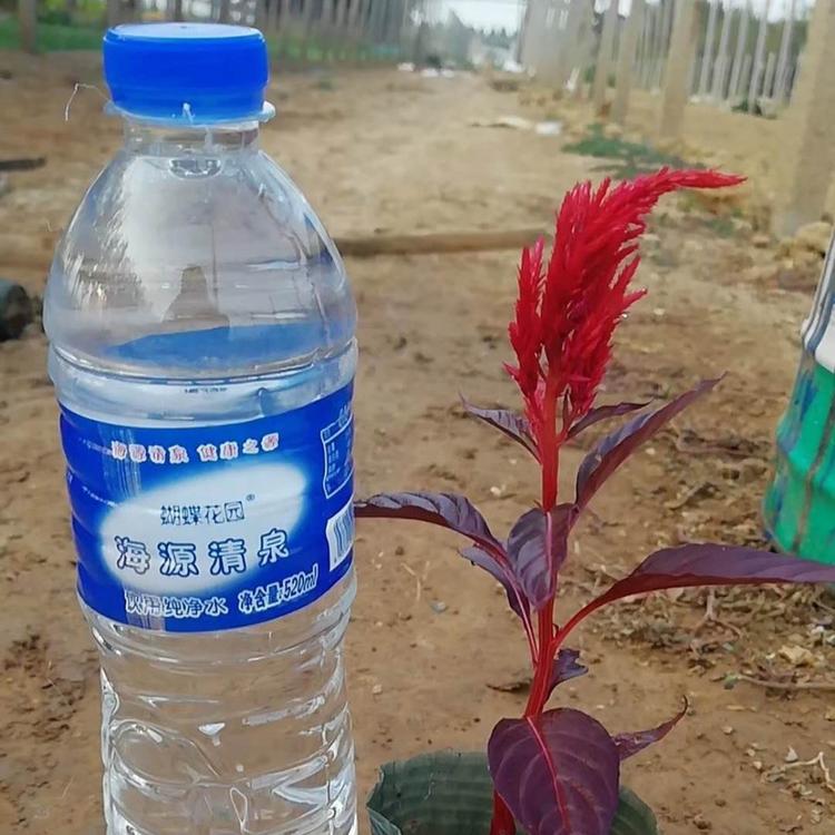 世纪红基地 世纪红价格