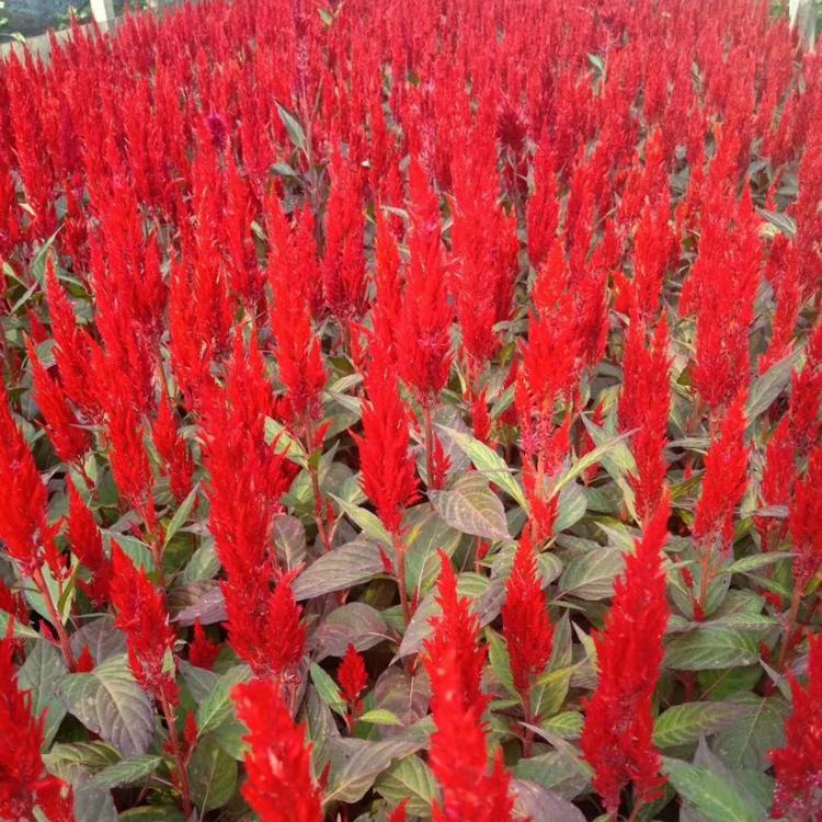 绿叶红花一支笔 黄花一支笔 红叶一支笔 世纪红 鸡冠花