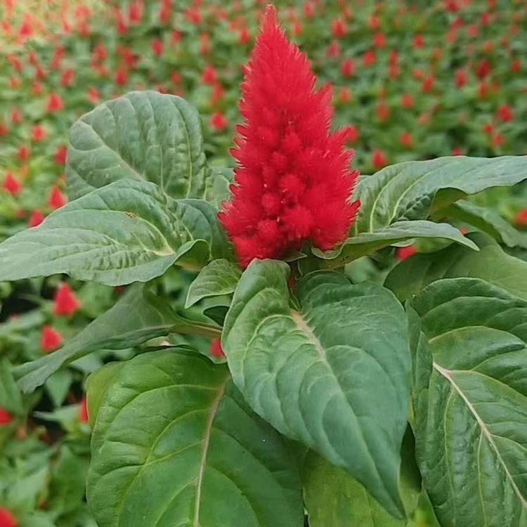 红花一支笔价格 鸡冠花基地