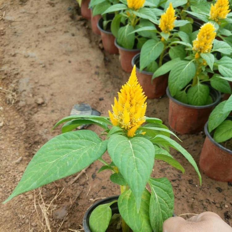 大盆黄花一支笔价格 鸡冠花基地