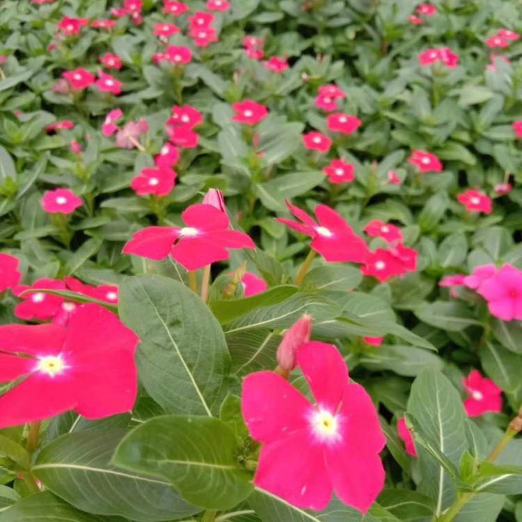 长春花基地 长春花价格