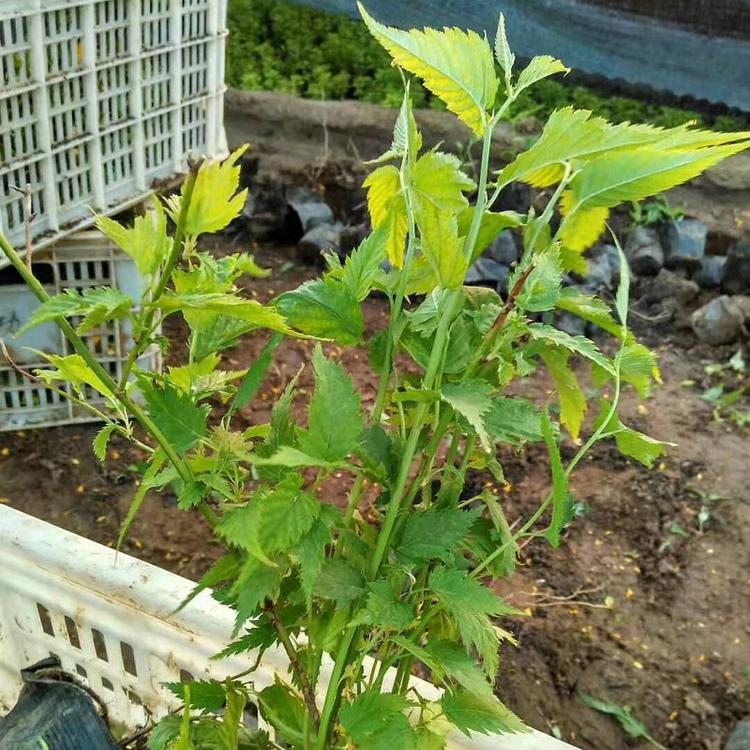 棣棠价格 棣棠种植基地 棣棠